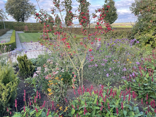 växter, perenner, apelträd, paradisäpple, blommor, trädgård, plantering, blomsterrabatt, skärpastudio,